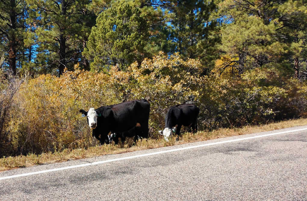 utah highway 12e free range cattle