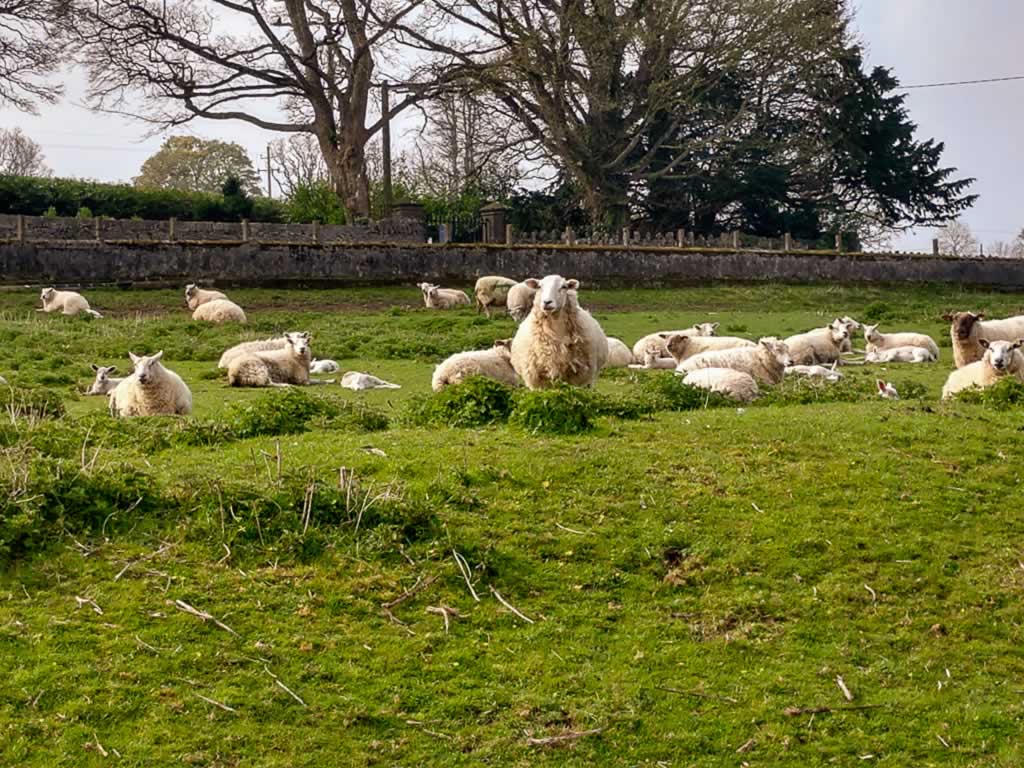 Kells Priory Ireland 5 sheep