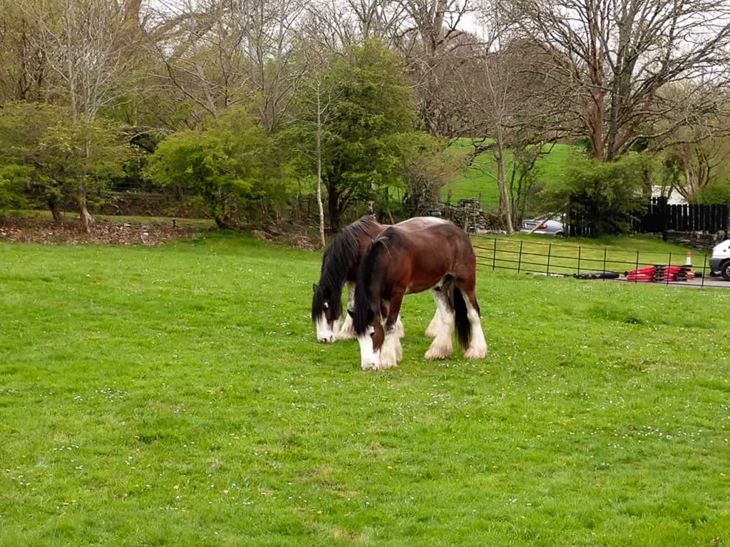 Wild Atlantic Way Ireland Killarney Muckross House Horses