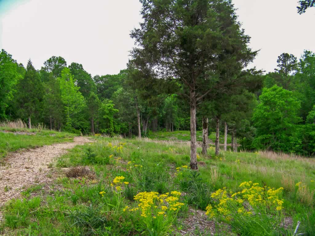 south carolina musgroves mill 04 battlefield
